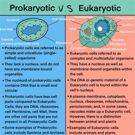 how are eukaryotes similar to prokaryotes
